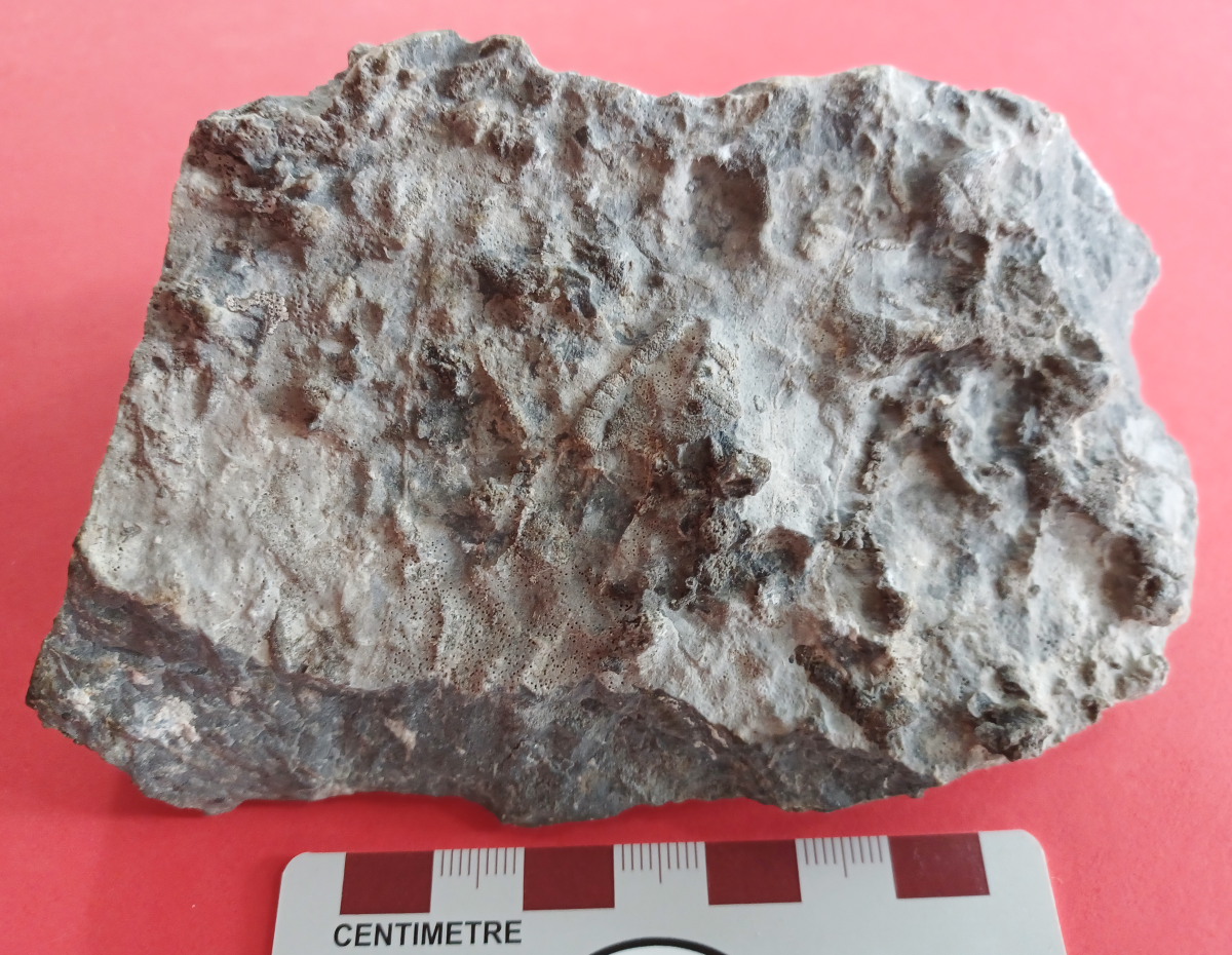 chert in limestone [345 kb]