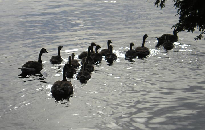 Canada geese [61 kb]