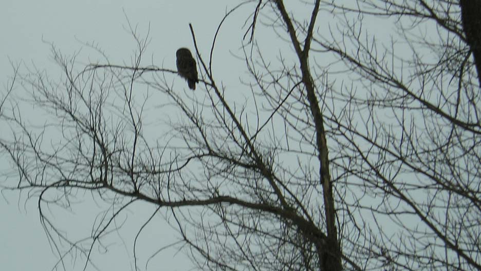 Great gray owl [81 kb]