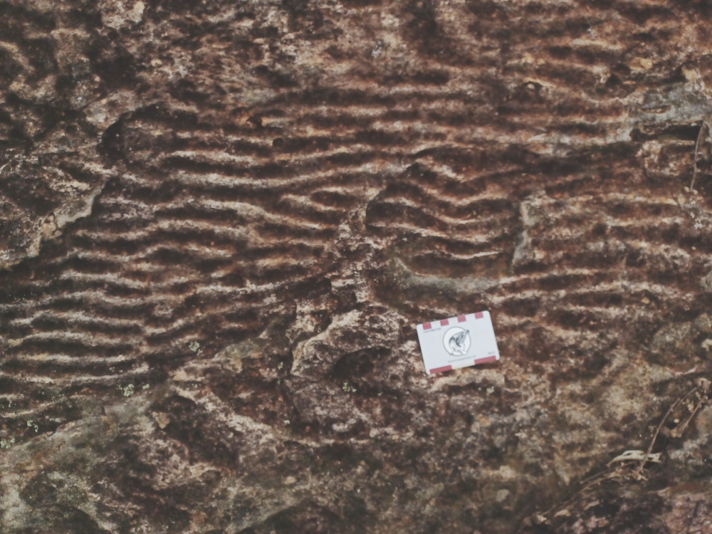 wave ripples in situ [240 kb]
