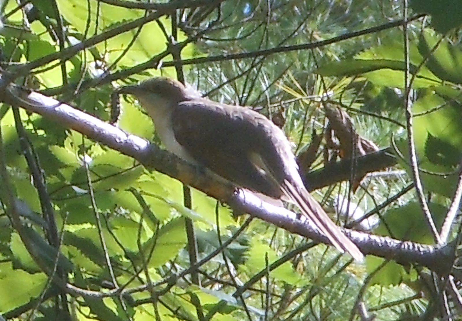 cuckoo w caterpillar [285 kb]