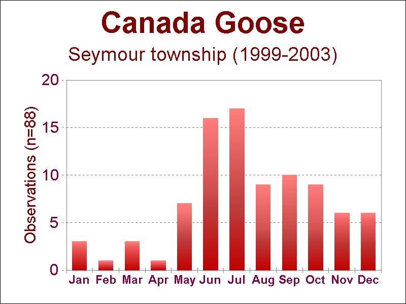 Canada goose [70 kb]