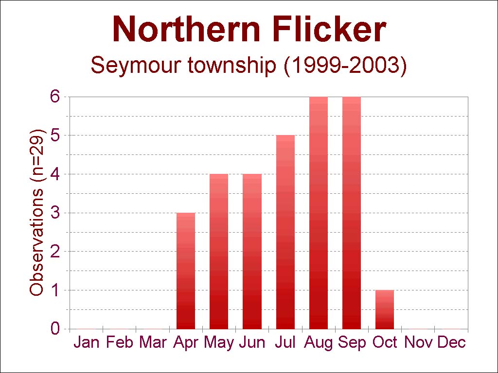 northern flicker [104 kb]