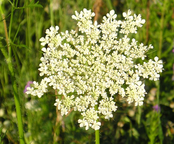 Queen Anne's Lace [111 kb]