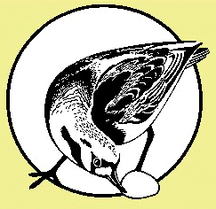 Turnstone logo, created by Jan Wybourn, based on the ruddy turnstone -
a well- travelled shorebird [17 kb]