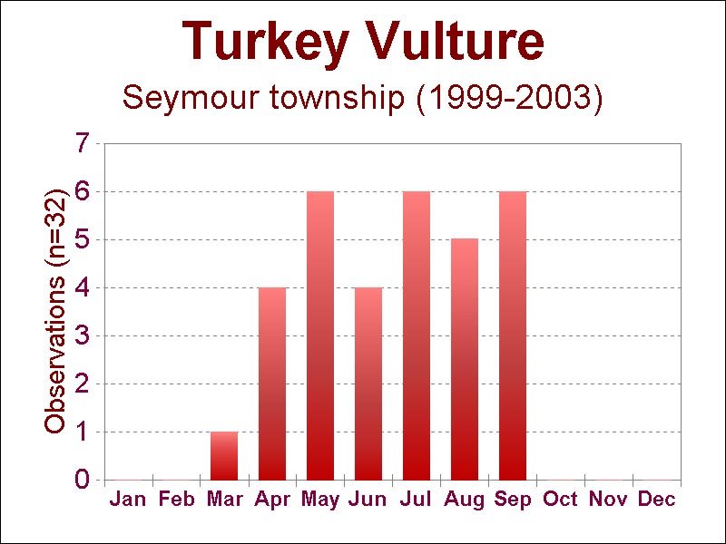 turkey vulture [73 kb]